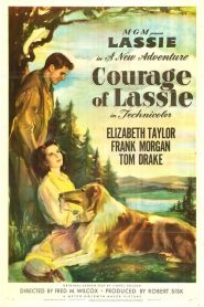 Il coraggio di Lassie